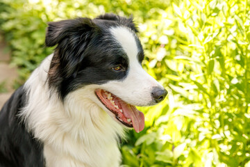 Naklejka na ściany i meble Outdoor portrait of cute smiling puppy border collie sitting on grass park background. Little dog with funny face in sunny summer day outdoors. Pet care and funny animals life concept