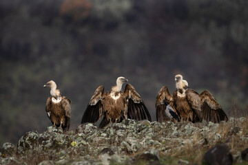 Griffon vultures in the Rodopi mountain range. Vultures are warming on the rock. Vultures spread the wings. 