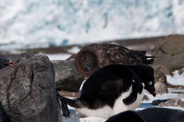 pingwin i skua © rubbersoulroad