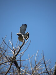 Hawk on tree getting ready to fly