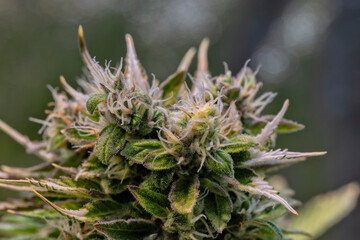 Naklejka na ściany i meble Detail of a Northern Light Cannabis Autoflowering plant
