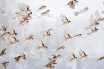 sparrows fly through the fabulous snow