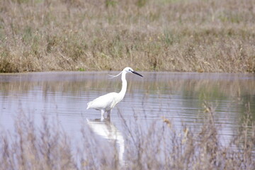 
Little egret in the swamp