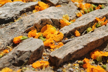 Flowers in the cobblestone