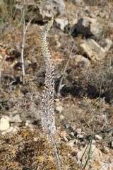 Wild Eremurus shelford, Malta
