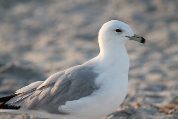 seagull on the beach