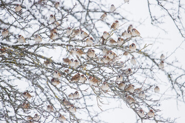 sparrows sitting on branches on a snowy day