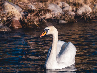 Close up portrait of a swan in the lake
