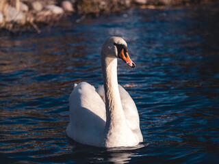 Fototapeta premium Close up portrait of a swan in the lake