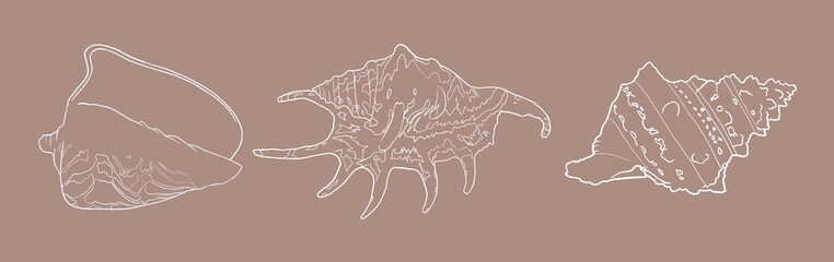 Pattern seashell on background. high quality watercolor illustration. marine design