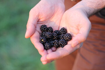 men's palms folded in the form of a heart, in which lie black forest berries