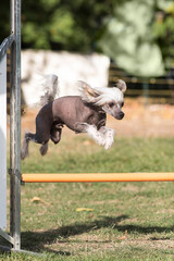 chien chinois à crête en agility