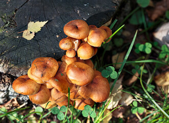 Overhead view of fungus on a trunk