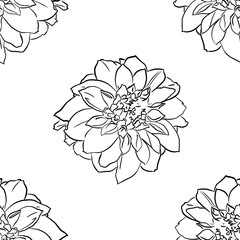Beautiful background with hand drawn linear dahlias. Stock drawing.
