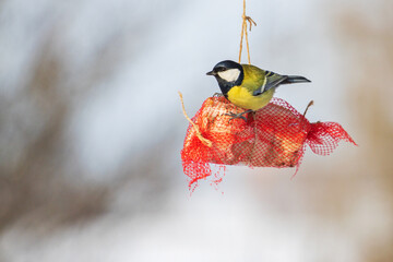 titmouse escapes hunger in winter at the feeder, eats bacon