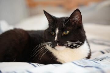Black and white cat lying in bed