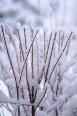 snow covered branches