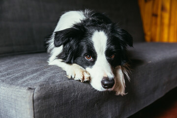 Fototapeta premium Funny portrait of cute smiling puppy dog border collie on couch indoors. New lovely member of family little dog at home gazing and waiting. Pet care and animals concept.