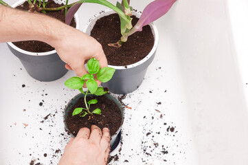Transplanting small basil plant into new pot by male hands in the bath