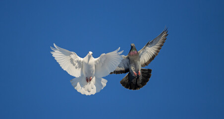 white and dark doves are flying on the blue sky