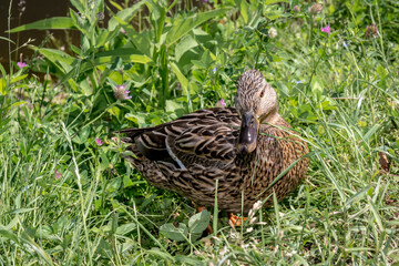 Duck in the grass