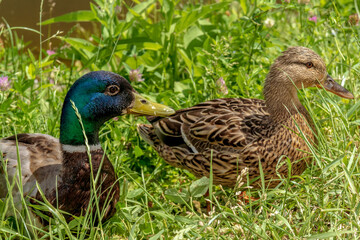Duck in the grass