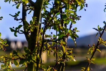 Pflanzen im Park