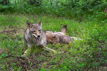 Coyote (Canis latrans) Pup Attempts to Feed From Adult Summer