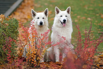 Two long-haired White Swiss Shepherd dogs posing outdoors sitting on fallen maple leaves behind red...