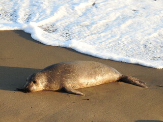 Elephant seal relaxing on the shores of the Piedras Elephant Seal Rookery in San Simeon, California.