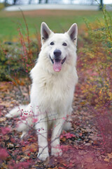 Adorable long-haired White Swiss Shepherd dog posing outdoors sitting on fallen leaves behind red bushes in autumn