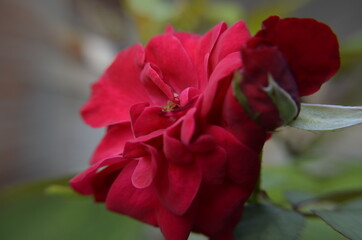 beautiful red rose