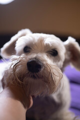 Adorable schnauzer at home resting