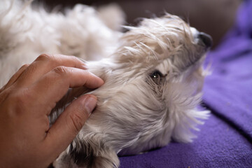 Adorable schnauzer at home resting