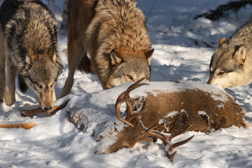 Pack of Grey Wolves (Canis lupus) Eyes Over Body of White-tail Deer Winter
