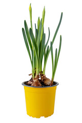 Daffodil or narcissus spring bulbous plant in the pot isolated on white