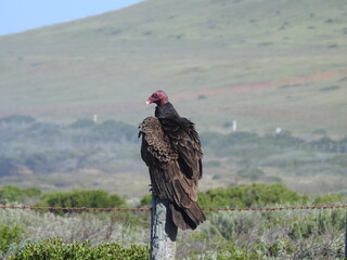Turkey vulture perched on a wooden fence post along the Pacific Coast Highway, California State Route 1.