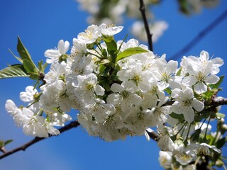 tree blossom