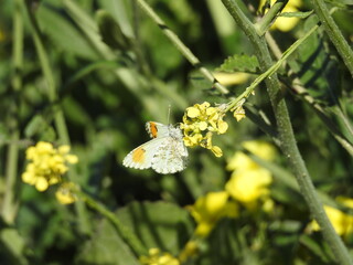 A falcate orangetip butterfly collecting nectar from a black mustard flower in San Simeon, San Luis Obispo County, California.