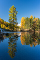 Foliage autunnale al lago di Saoseo, Svizzera