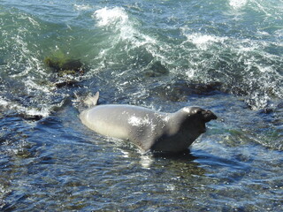 Elephant seal enjoying a beautiful day in the waters of the Piedras Blancas Elephant Seal Rookery...