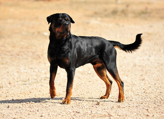 a strong rottwiler in the field