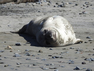 A young elephant seal enjoying a warm, sunny day on the Arroyo Laguna Beach in San Simeon, California.