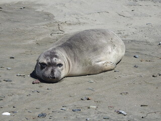 A young elephant seal enjoying a warm, sunny day on the Arroyo Laguna Beach in San Simeon, California.