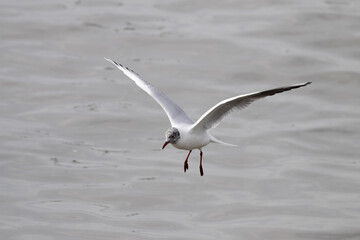 Tern in flight