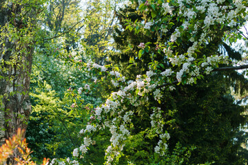 White flowers of apple tree on a branch in the garden.