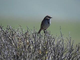 Song sparrow perched on the tiny branches of a shrub in San Simeon, San Luis Obispo County, California. 