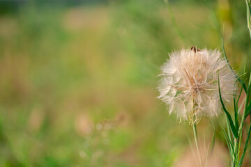 Flower similar to a dandelion Tragopogon Tragop gon D bius, meadow salsify, showy goat's beard or meadow goat's beard. Tragopogon pratensis.