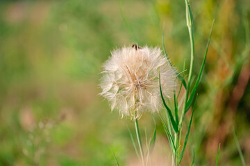Flower similar to a dandelion Tragopogon Tragop gon D bius, meadow salsify, showy goat's beard or meadow goat's beard. Tragopogon pratensis.