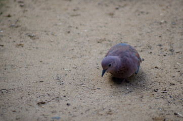 Mozambican Birds
